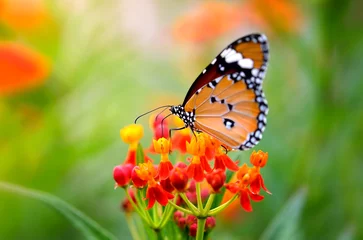 Crédence en verre imprimé Papillon Butterfly on flower