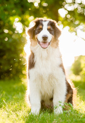 australian shepherd puppy sitting on green grass