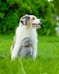 Australian shepherd puppy and cat sitting together on the green grass