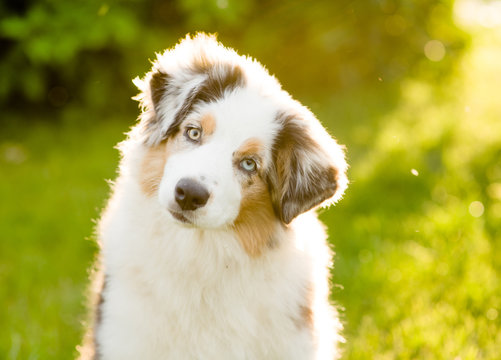 Australian Shepherd Puppy Tilts Head