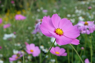 pink cosmos flowers