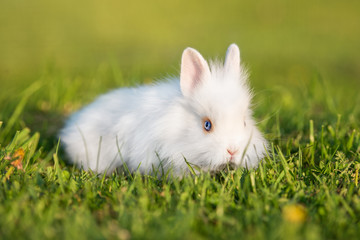 Little fluffy rabbit outdoors in summer