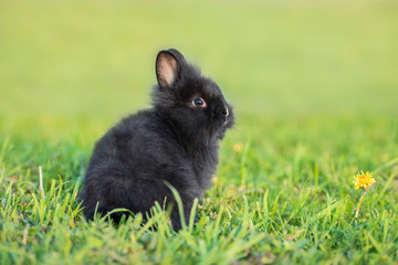 Little black rabbit sitting on the lawn in summer