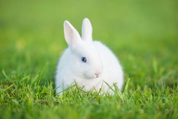 Little rabbit walking on the lawn