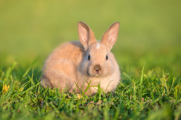Little rabbit walking outdoors in summer