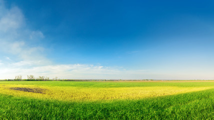 Obraz premium Clouds over a corn field / bright colorful picture ukraine field