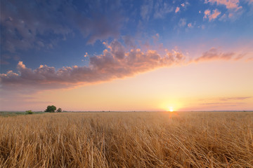 Obraz premium sunset in the desert / wilderness bright sky before sunset