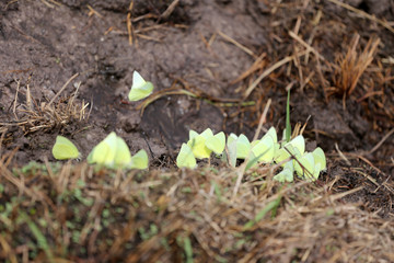 Yellow butterflies eating minerals on the ground.