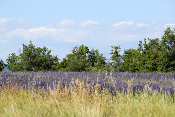 Fototapeta premium lavande en provence