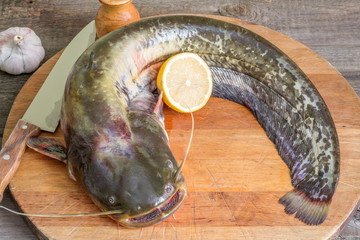 Raw european catfish prepare in the kitchen