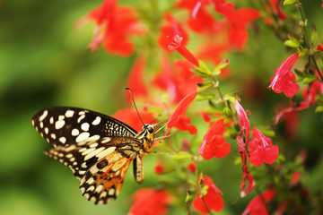 Fototapeta na wymiar Butterfly in the nature tropical garden