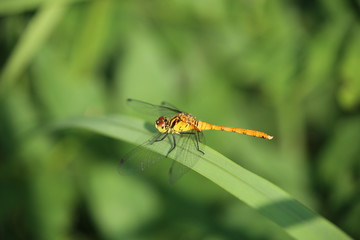 トンボ（マユタテアカネ）