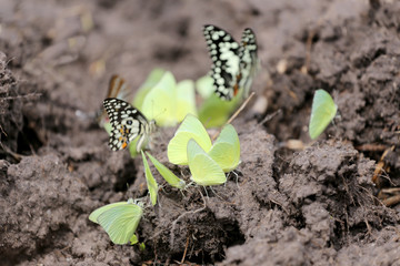 Yellow butterflies eating minerals on the ground.