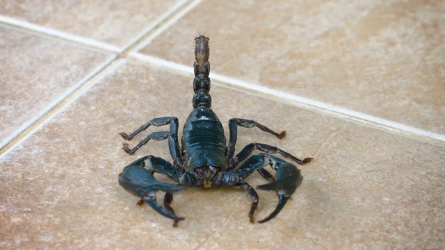Giant forest scorpion poses threateningly with his stinger and enormous claws as it sits on a tile floor in a house in Southeast Asia. Video 1920x1080