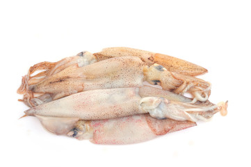 Squid isolated on a white background