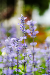 Flower purple closeup focus