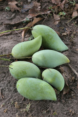 Green Mango is placed on the ground.