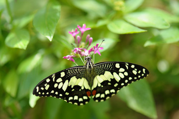 butterfly on flower in nature