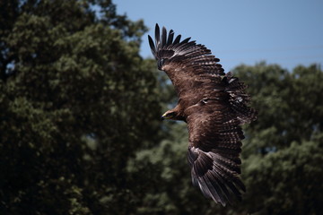 steppe eagle flying with open wings