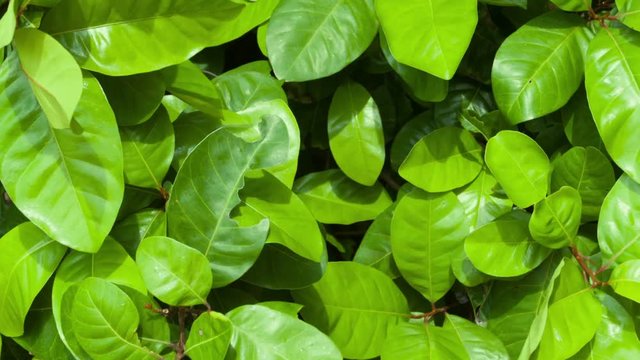 Healthy Living Specimen of Barringtonia asiatica, a common species of mangrove, with leaves swaying in a steady breeze. Video 1080p