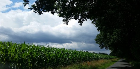 Unwetterstimmung mit schwarzen Wolken mit Maisfeld und Bäumen