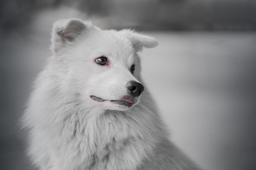 Fototapeta premium Dog is waiting on the road, selective focus and blur.