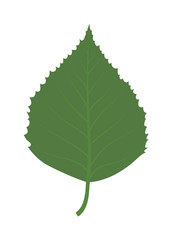 Green leave eco design elements Leaf icon vector illustration friendly nature elegance symbol. Decoration flora leaf icon. Natural element ecology symbol green organic tree.