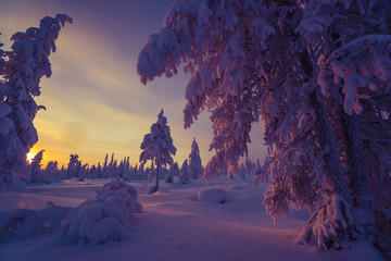 Winter landscape with forest, cloudy sky, sun, sunset and trees 