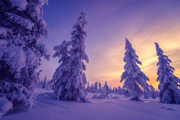 Winter landscape with forest, cloudy sky, sun, sunset and trees 