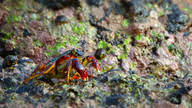 Closeup, macro shot of a tiny, colorful crab, picking food off a mossy rock with his claws and stuffing it into his mouth. Video FullHD