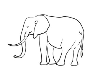 Fototapeta premium Sketch of elephant. 