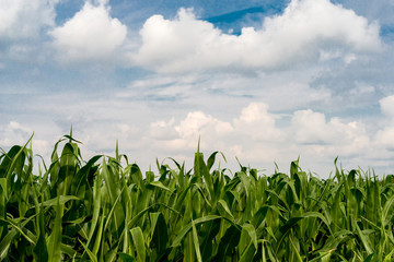 frame of corn plants against the blue summer sky
