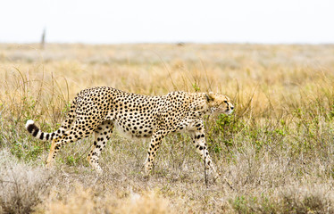 Wild African Cheetah walking