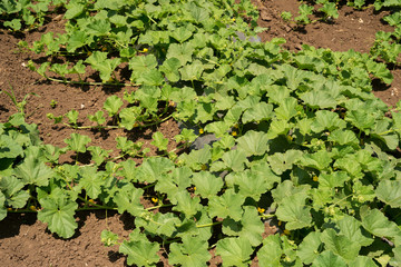 melon plant