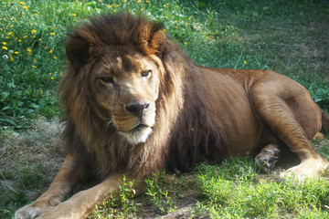 旭山動物園のライオン