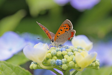 ベニシジミと紫陽花
