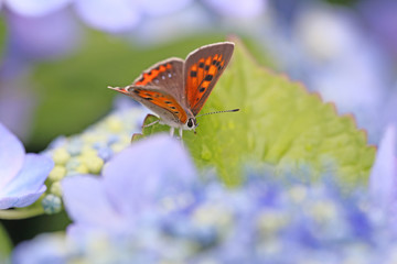 ベニシジミと紫陽花