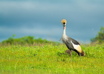Crowned Crane 