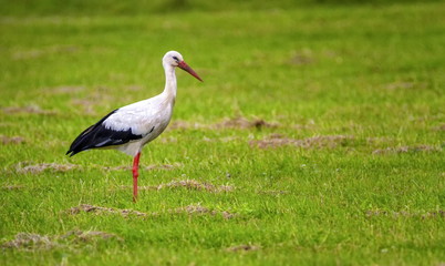 Fototapeta premium European white stork, ciconia