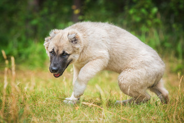 Central asian shepherd puppy