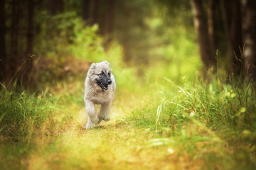 Central asian shepherd puppy running in the wood