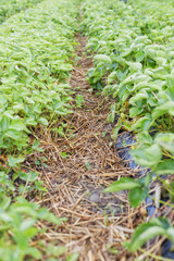 Strawberries field