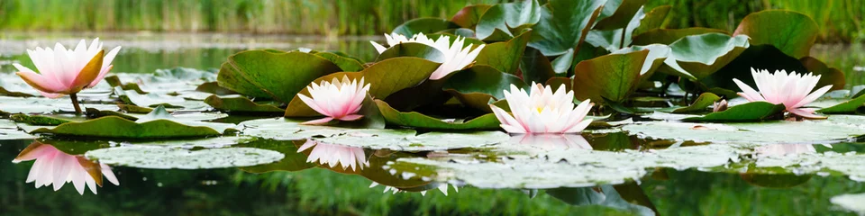 Wall murals Waterlillies beautiful flowers lily on water