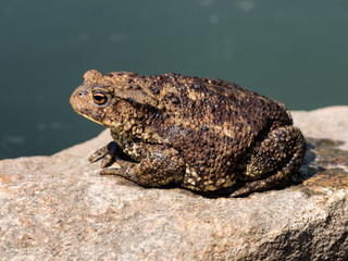 Toad sitting on a stone