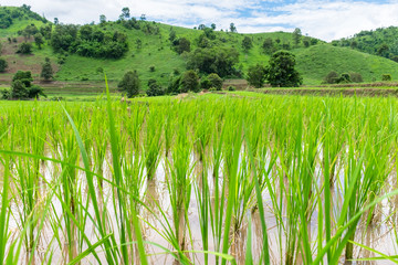 Obraz premium Rice seedlings were grown in the farmland