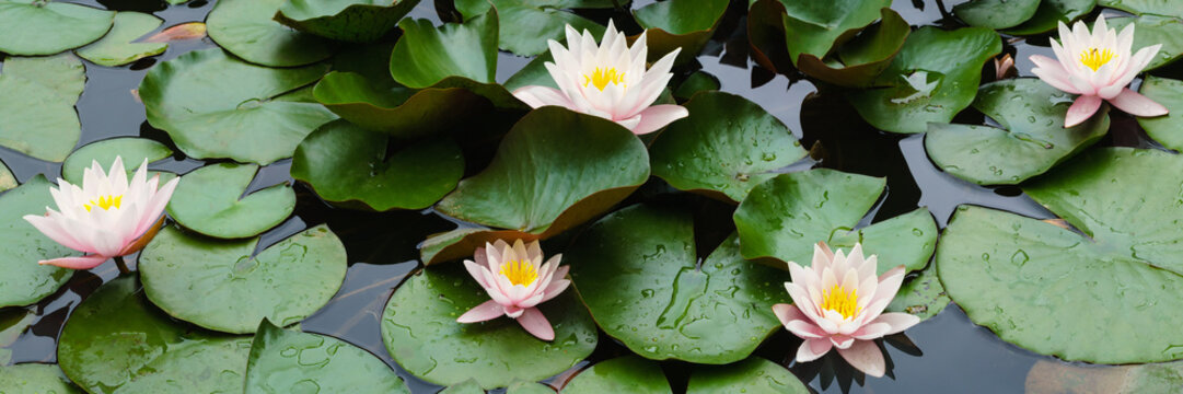Fototapeta beautiful flowers lily on water