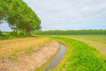Field with vegetables in summer