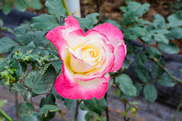 Pink rose in the garden
