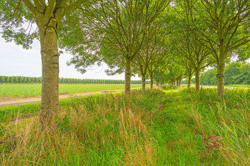 Double row of trees in summer