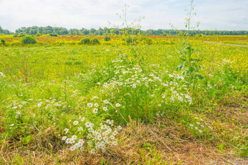 Wetland with wild flowers in summer